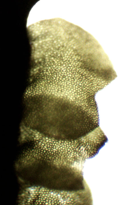 Lophozia ventricosa var. ventricosa